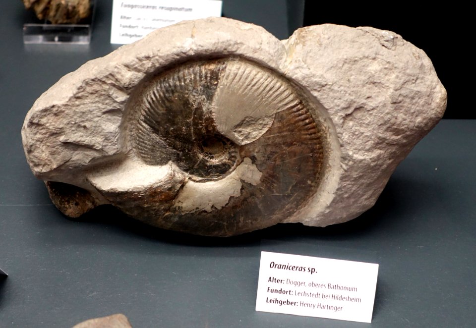 Oraniceras sp. - Naturhistorisches Museum, Braunschweig, Germany - DSC05140