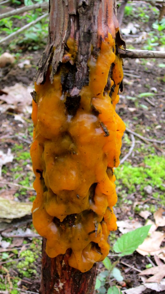 Orange Slime Mold 05