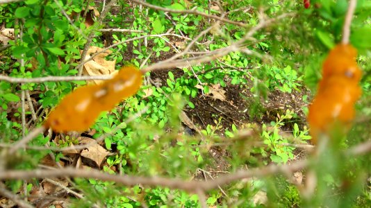 Orange Slime Mold 03