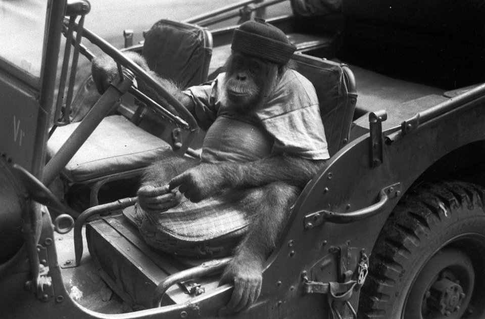 Orang-oetan met muts zit achter het stuur van een jeep, Bestanddeelnr 7354