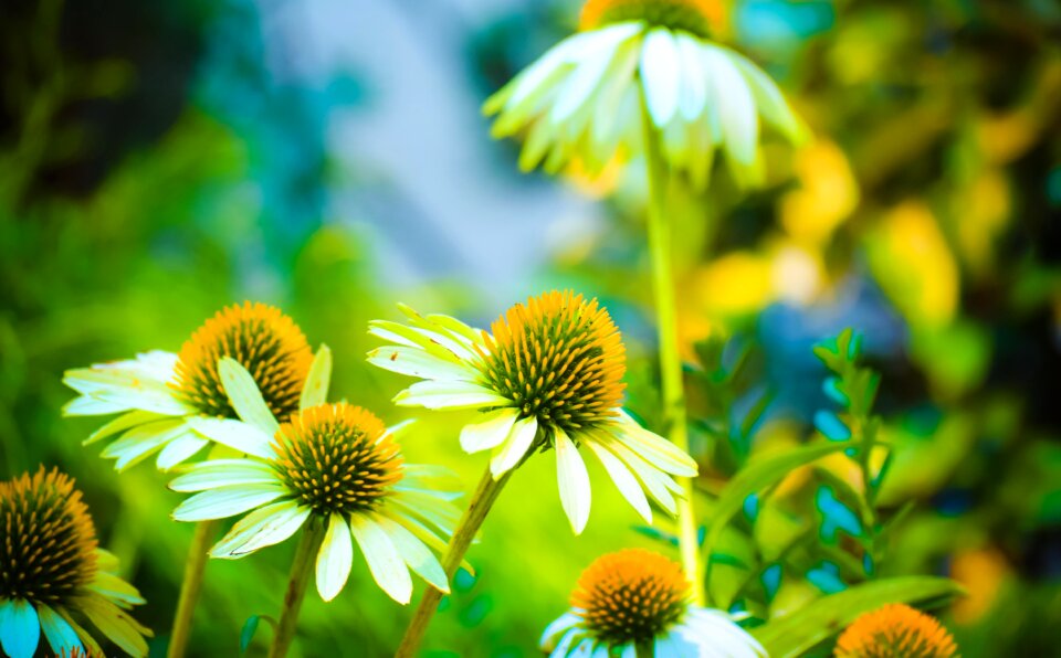 Growth outdoors plant