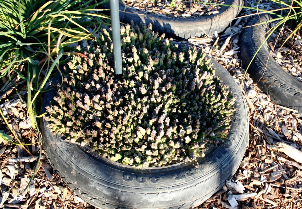 Orbea variegata - Aasblom - edible succulent in Cape Town garden 3