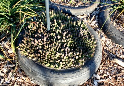Orbea variegata - Aasblom - edible succulent in Cape Town garden 3
