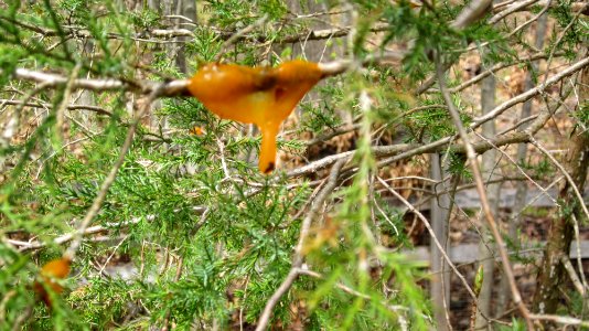 Orange Slime Mold 02