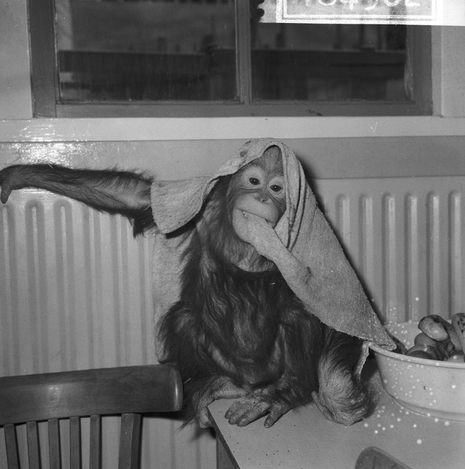 Orang-oetan-baby terwijl ze een lap over haar kop heeft getrokken, Bestanddeelnr 918-4902