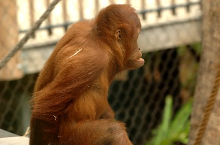 Orangutan-Melbourne-Zoo-20070224-052