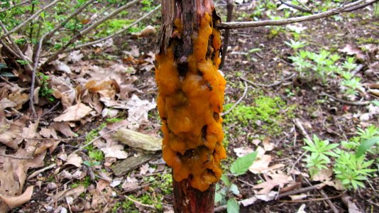 Orange Slime Mold 01