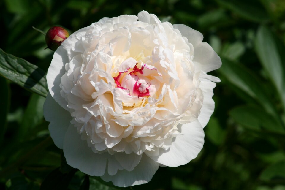 White flower beautiful flower flowers