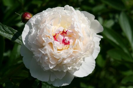 White flower beautiful flower flowers