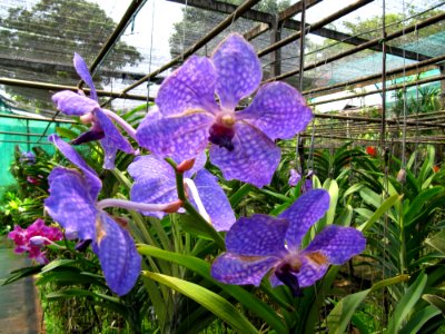 Orchidées de Thailande 8