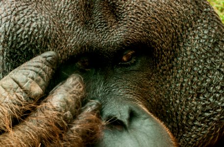 Orangutan face in São Paulo Zoo
