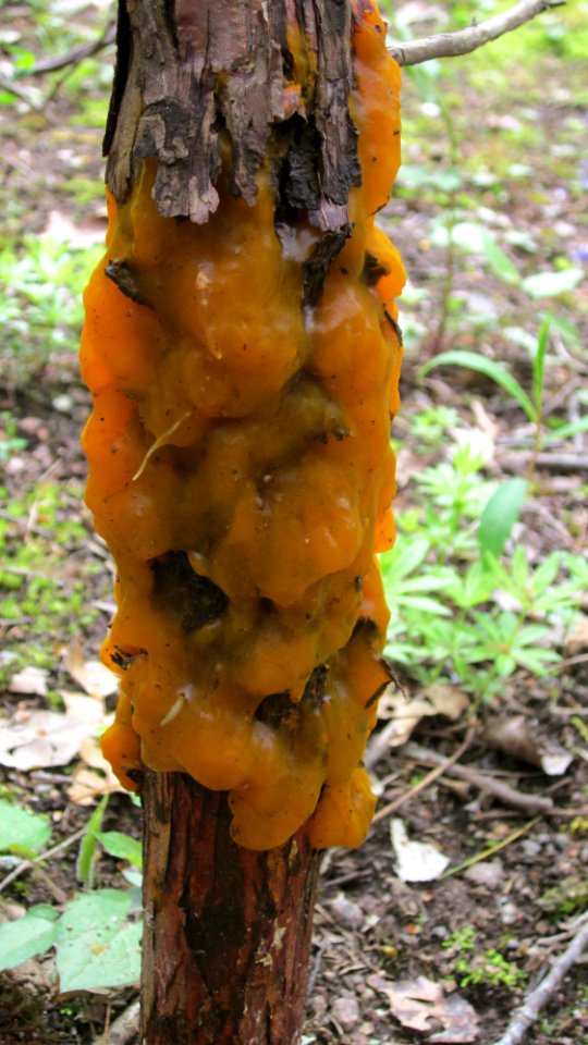 Orange Slime Mold 04