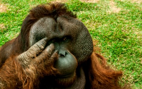 Orangutan in São Paulo Zoo