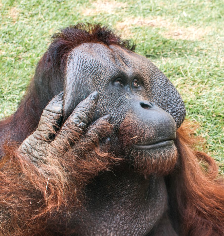 Orangutan in São Paulo Zoo 56 (cropped)