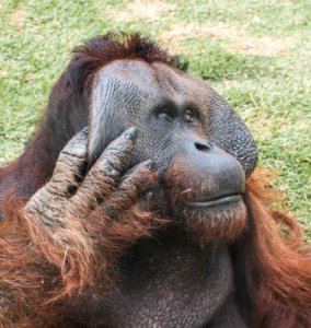 Orangutan in São Paulo Zoo 56 (cropped)
