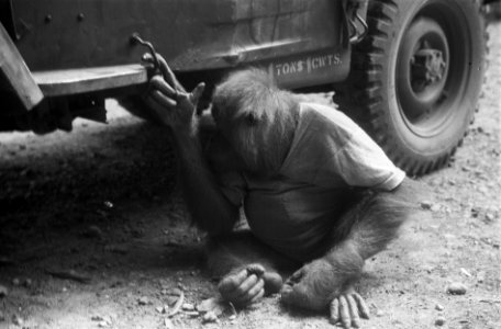 Orang-oetan bij een jeep, Bestanddeelnr 7357