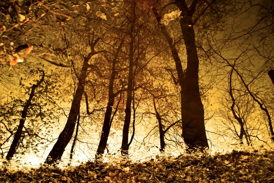 Leaves autumn autumn mood