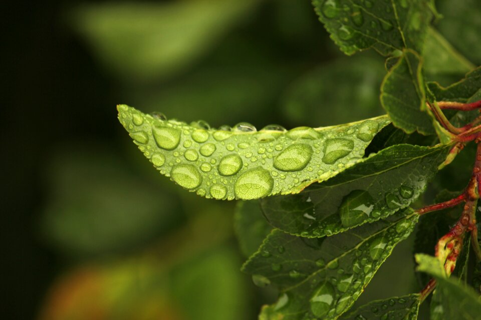 Rain drops green water
