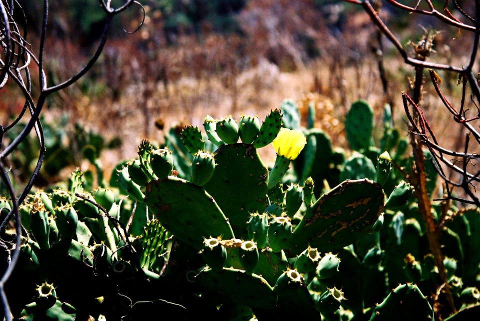 Opuntia stricta-Sicily-bjs-4