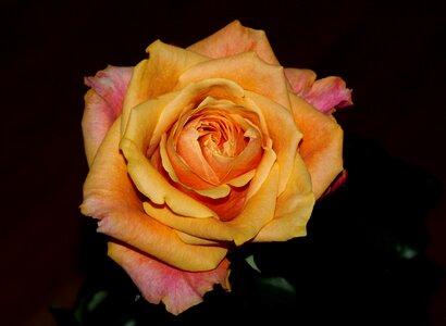 Rose flower orange photo