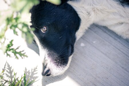 Abandoned animal canine