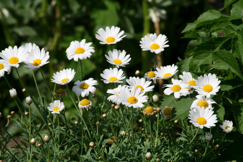 Chamomile plant beautiful flower