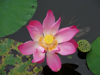 Water lily thailand pink photo