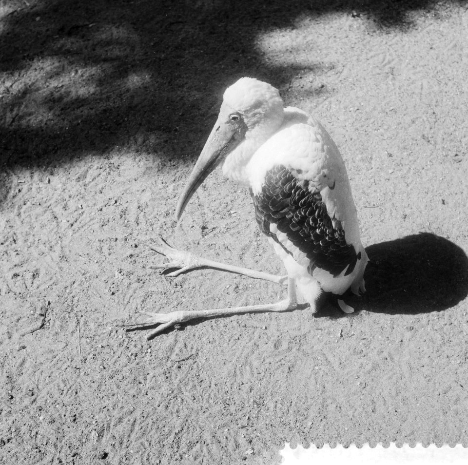 Opname in Artis, vogel, naam Nimmerzat, Bestanddeelnr 934-6286