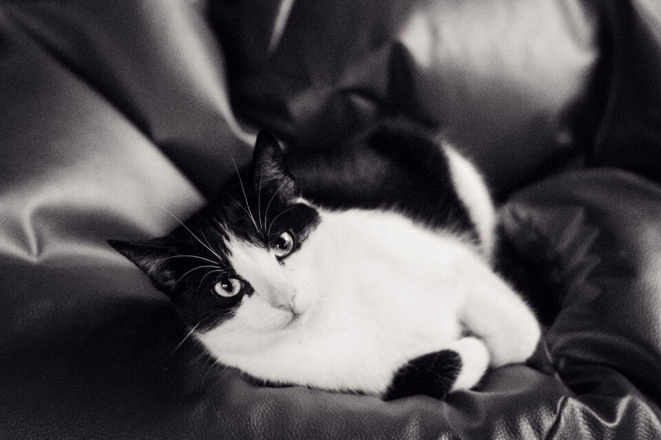 Animals black and white coat