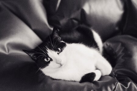 Animals black and white coat