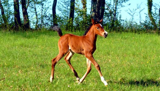 Equine pre prairie photo