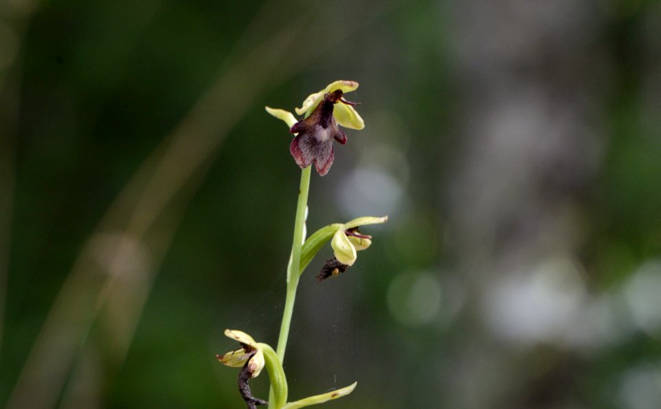 Ophrys insectifera01