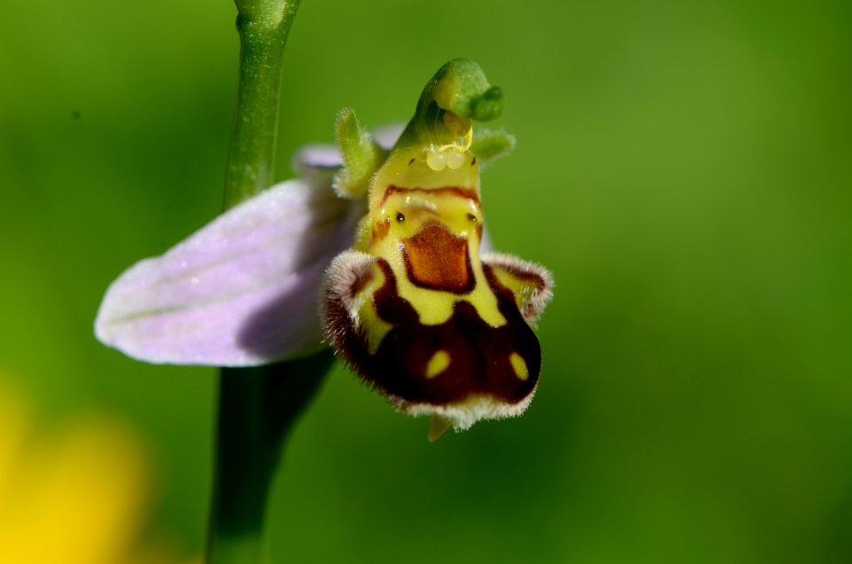 Ophrys apifera Flower