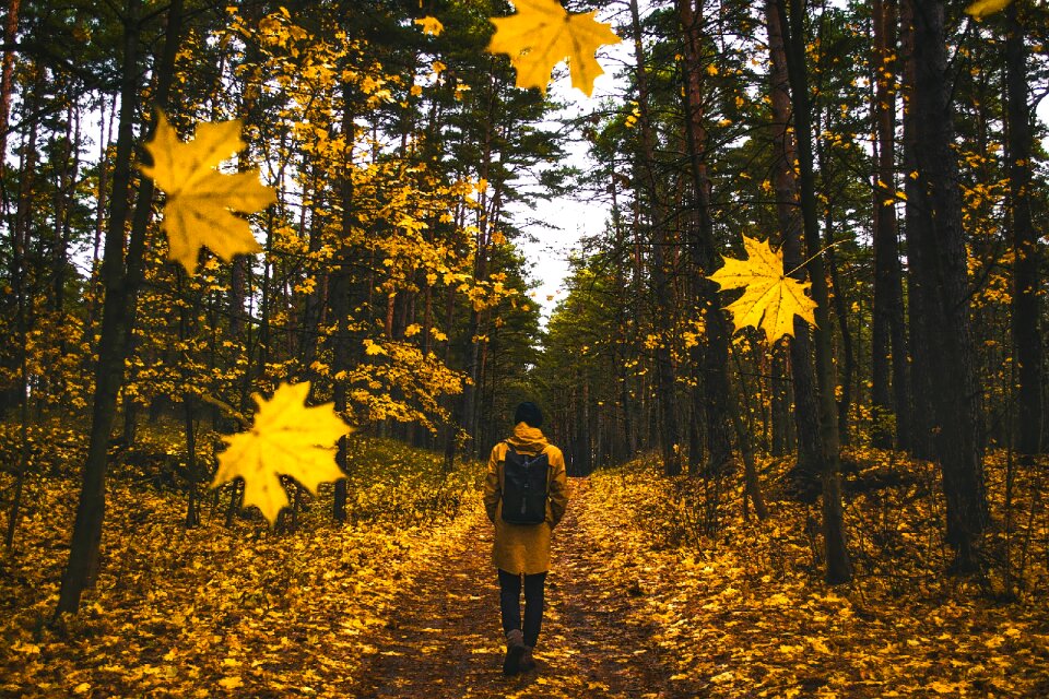 Walking falling leaves colorful