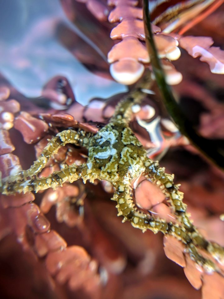 Ophionereis diabloensis