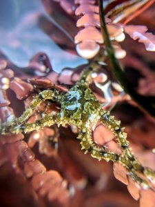 Ophionereis diabloensis