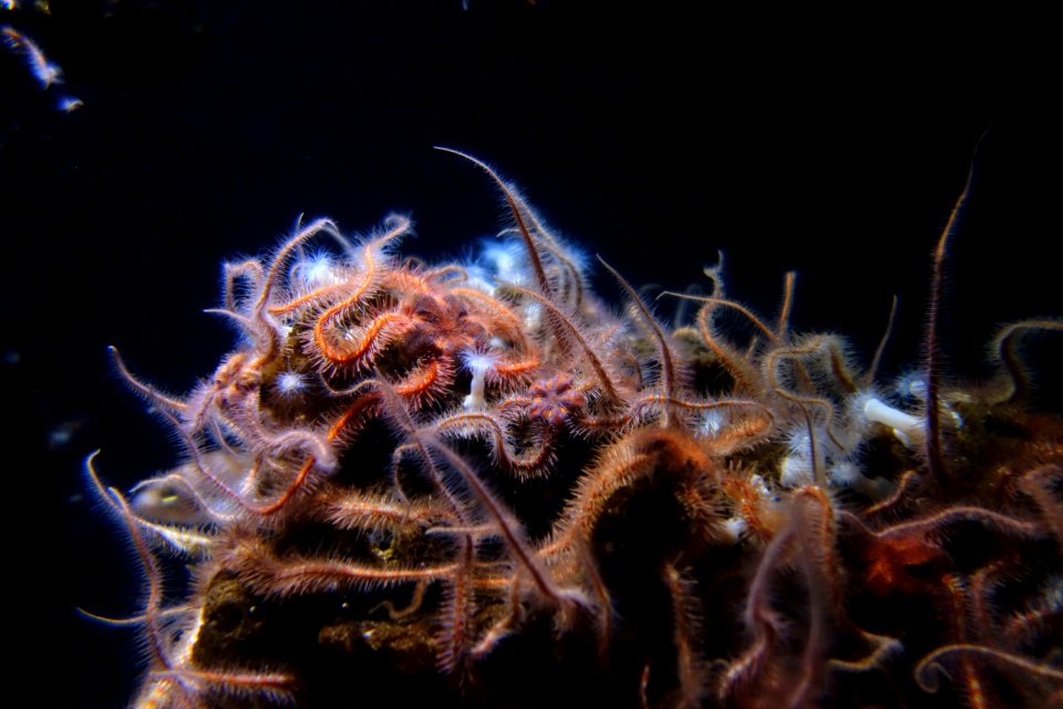 Ophiothrix spiculata - Monterey Bay Aquarium - DSC07197