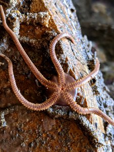 Ophioplocus esmarki 112064773