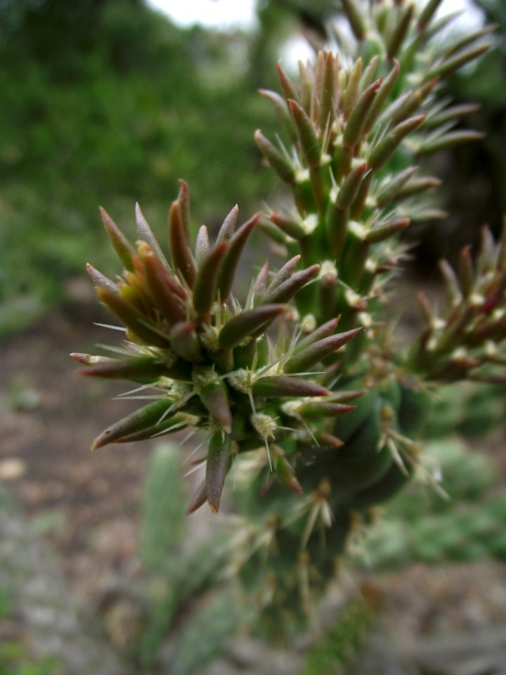 Opuntia parryi