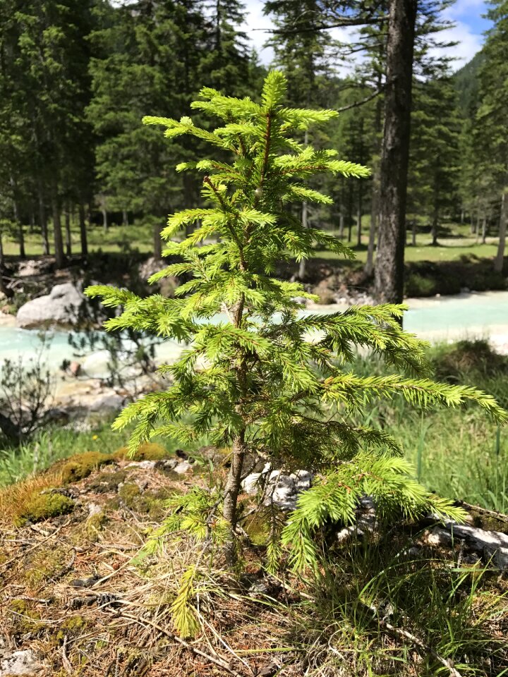 Small tree pine the small pine tree