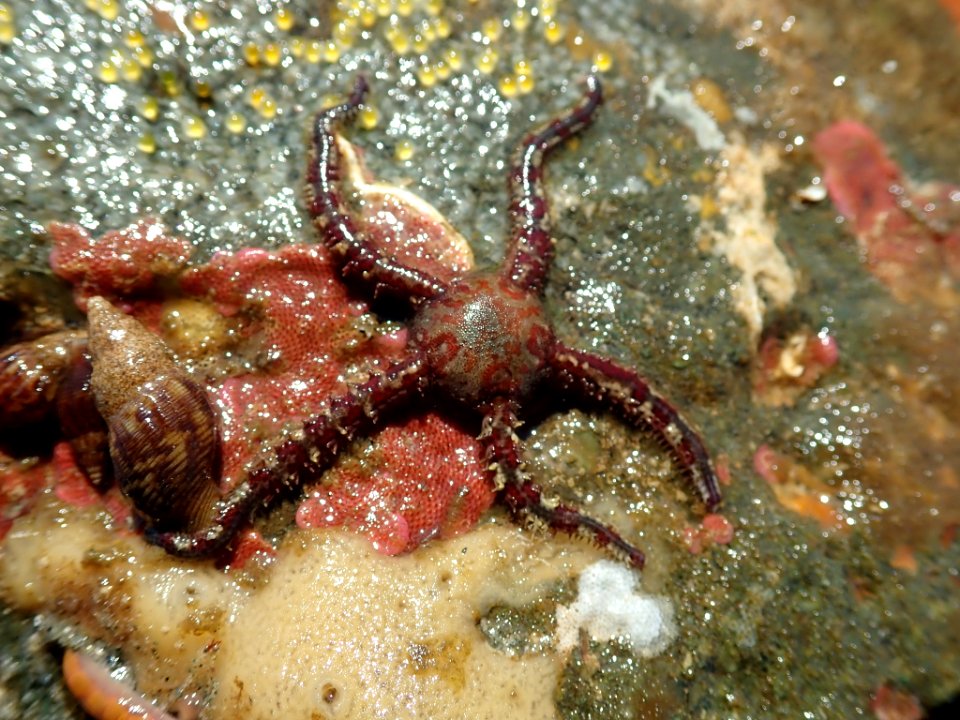 Ophiopholis aculeata 66320264