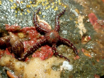 Ophiopholis aculeata 66320264