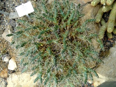 Opuntia nigrispina - Botanischer Garten Freiburg - DSC06338