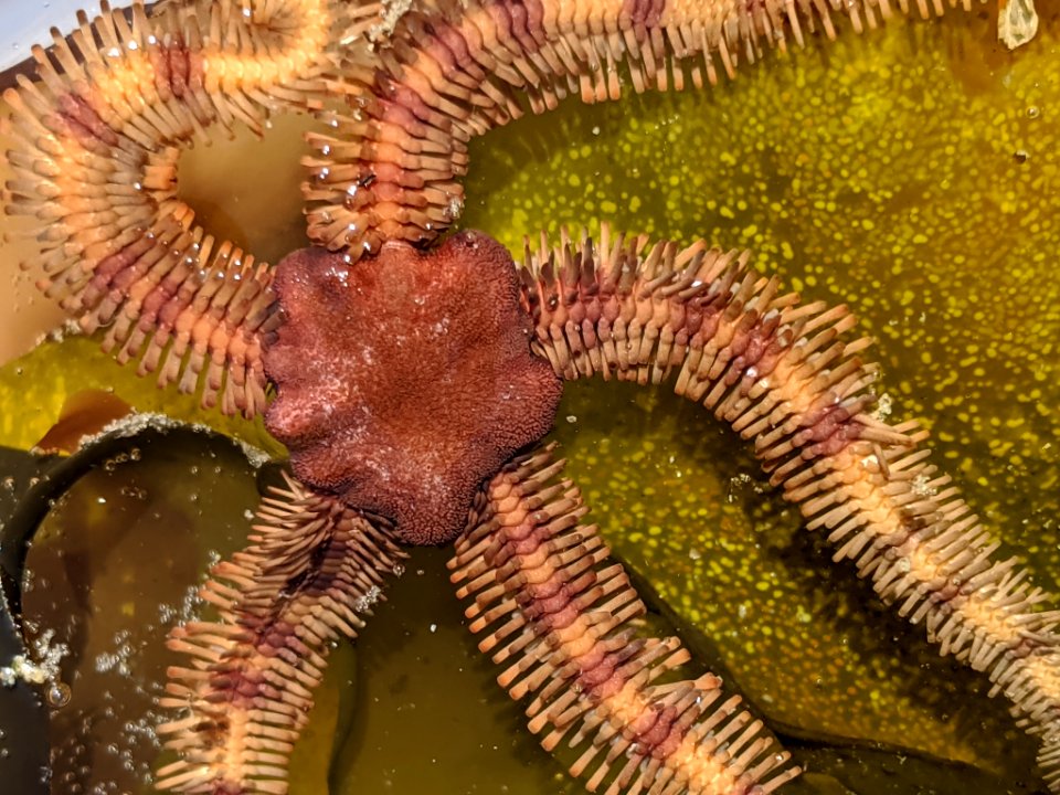 Ophiopteris papillosa