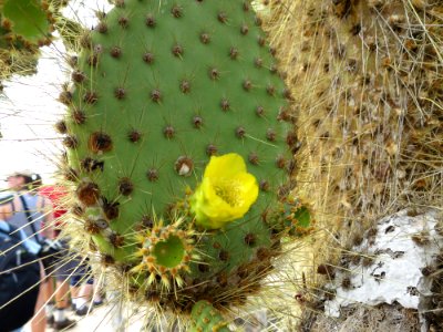 Opuntia echios gigantea (flower )