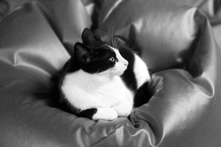 Animals black and white coat