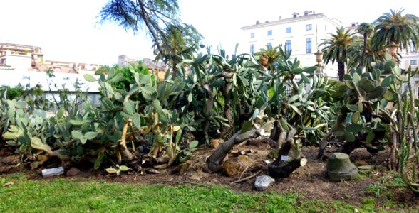 Opuntia ficus-indica - Orto botanico - Rome, Italy - DSC09829