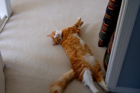 Orange tabby cat laying down photo