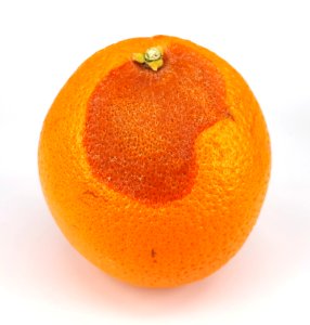 Orange scab 2017 A