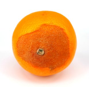 Orange scab 2017 D